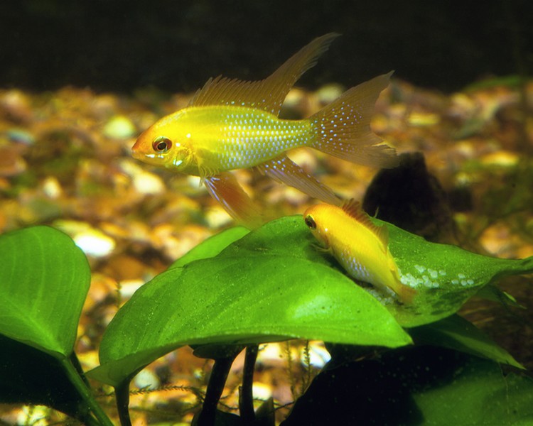 Gold Ram ~ 2cm
